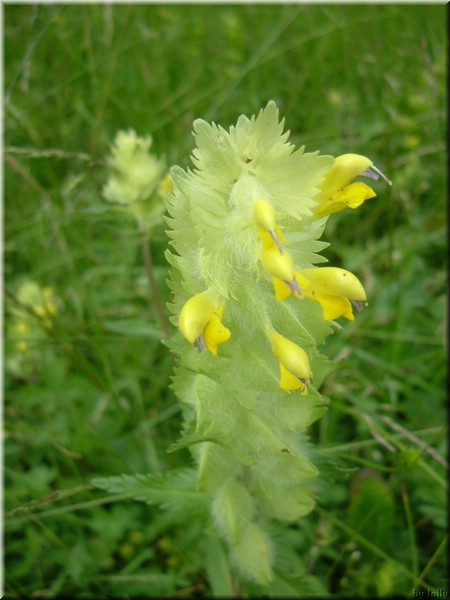 DSCF6216.JPG
