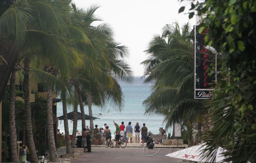 down through the palms.jpg