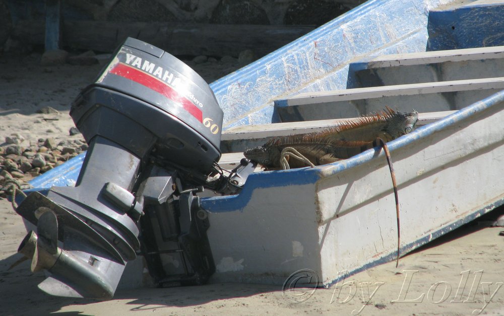 iguanas on a boat.jpg