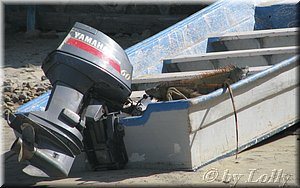 iguanas on a boat.jpg