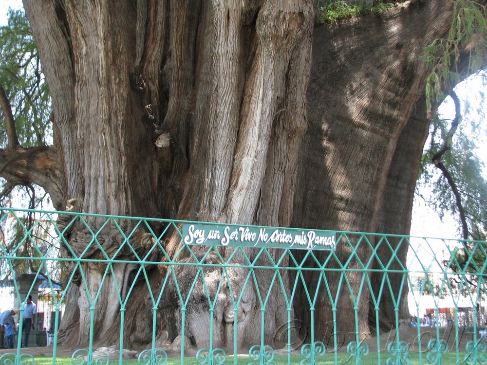 el arbol del tule.JPG