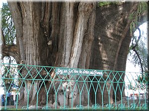 el arbol del tule.JPG